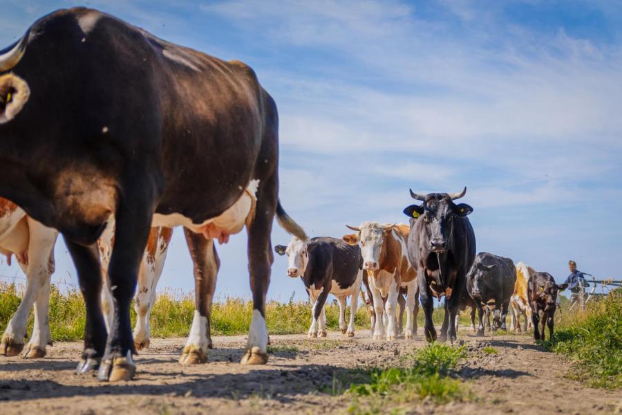 Melkveehouder Dirk Gravesteyn haalt de koeien, kruisingen tussen brown swiss, fleckvieh, Groninger blaarkop en Fries Hollands, op uit de wei