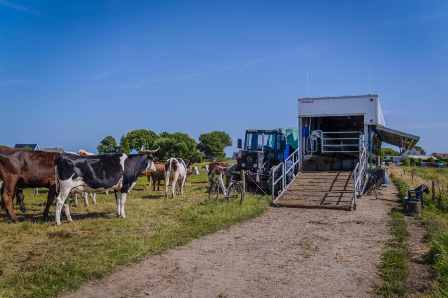 Met draad maken de melkveehouders een wachtruimte naast de melkwagen