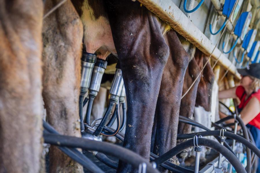 De vijftig biologische melkkoeien hebben een rollend jaargemiddelde van 6500 kg melk