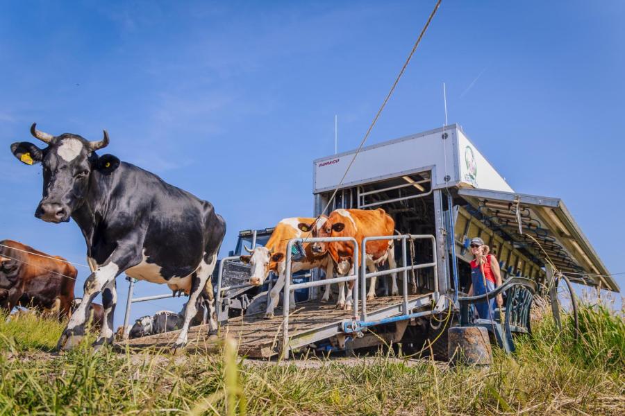 De eerste ronde koeien is gemolken. De koeien lopen zelfstandig weer terug naar de wei