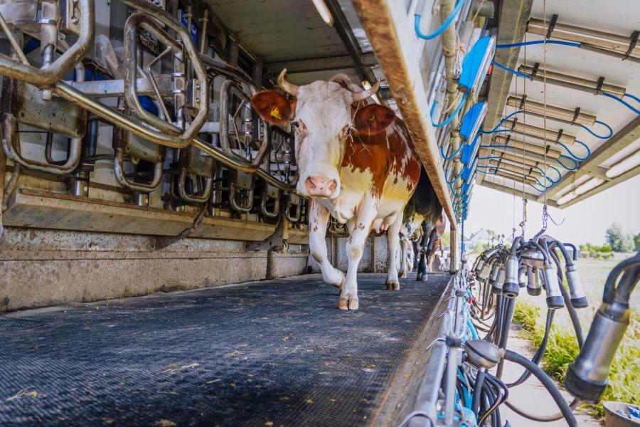 De eerste koeien komen de weidemelkwagen in