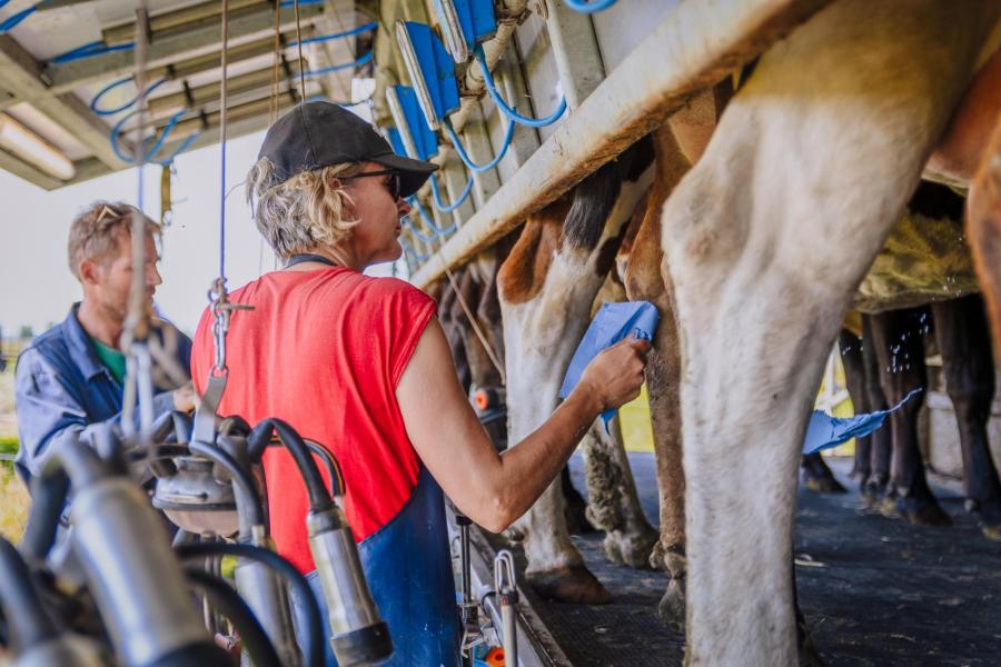 De uiers worden schoongemaakt