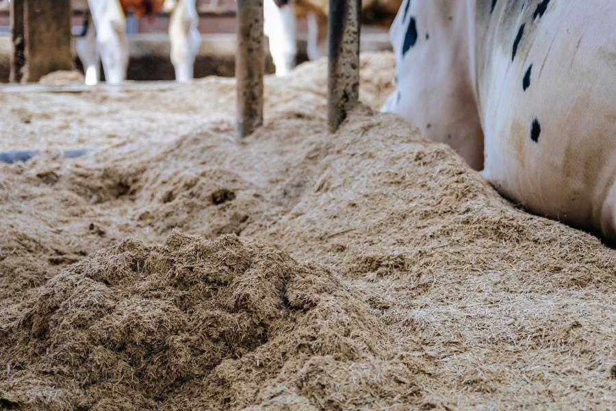 De melkkoeien liggen in een dikke laag vlasstrooisel met kalk. Sinds de overstap van gescheiden mest naar vlasstrooisel daalde het celgetal van 153.000 naar 109.000 cellen per milliliter. Bij de droge koeien en het jongvee gebruiken de veehouders nog wel gescheiden mest in de boxen