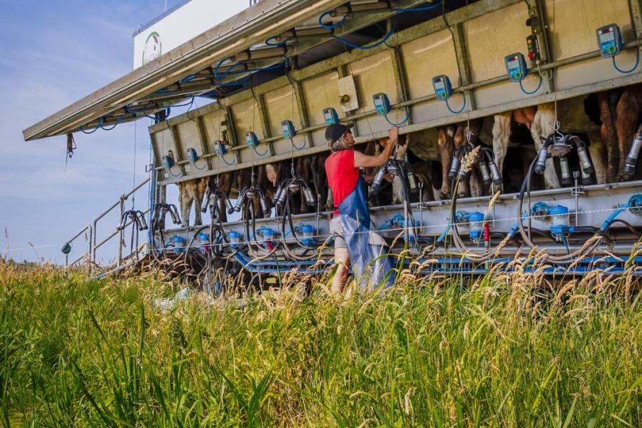 Dankzij de weidemelkwagen lopen de koeien vanaf ongeveer eind april 24/7 buiten