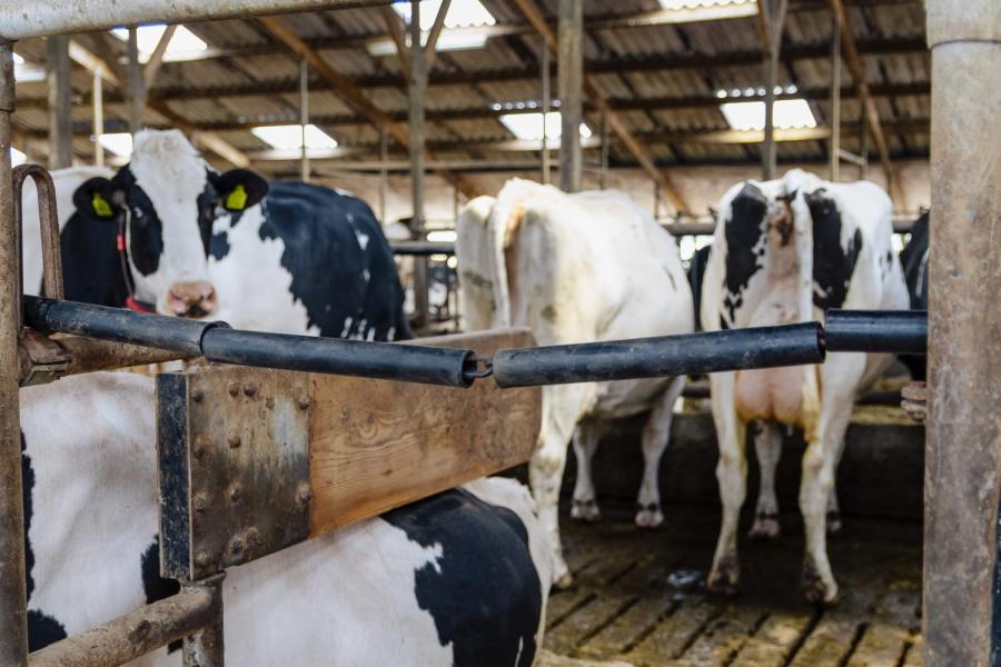Een veerbelaste halsketting met een pvc-beschermbuis fungeert als schoftboom