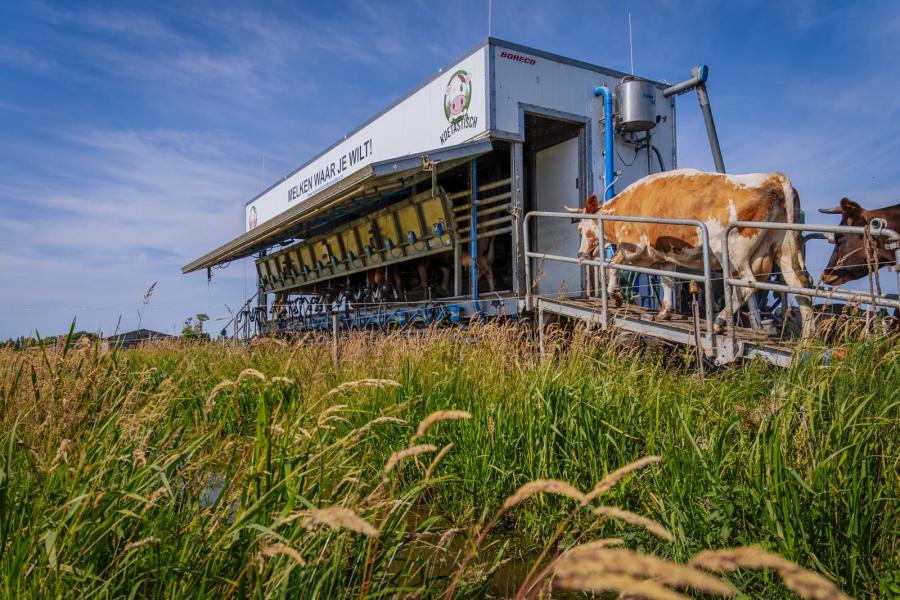 De volgende koeien worden de melkwagen binnengelaten