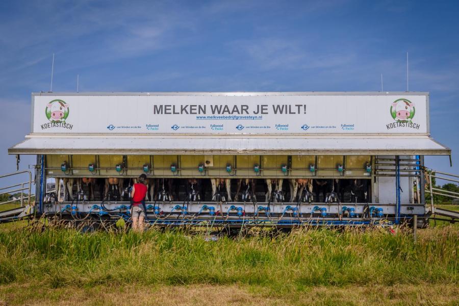 In de melkwagen is plek voor twaalf koeien per melking