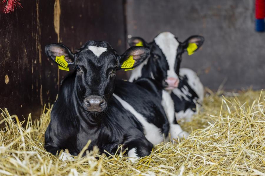 Al het jongvee tot zeven maanden en een deel van de droge koeien zit op stro. De ruige stalmest die dat oplevert is volgens de veehouders goed voor de bodem 
