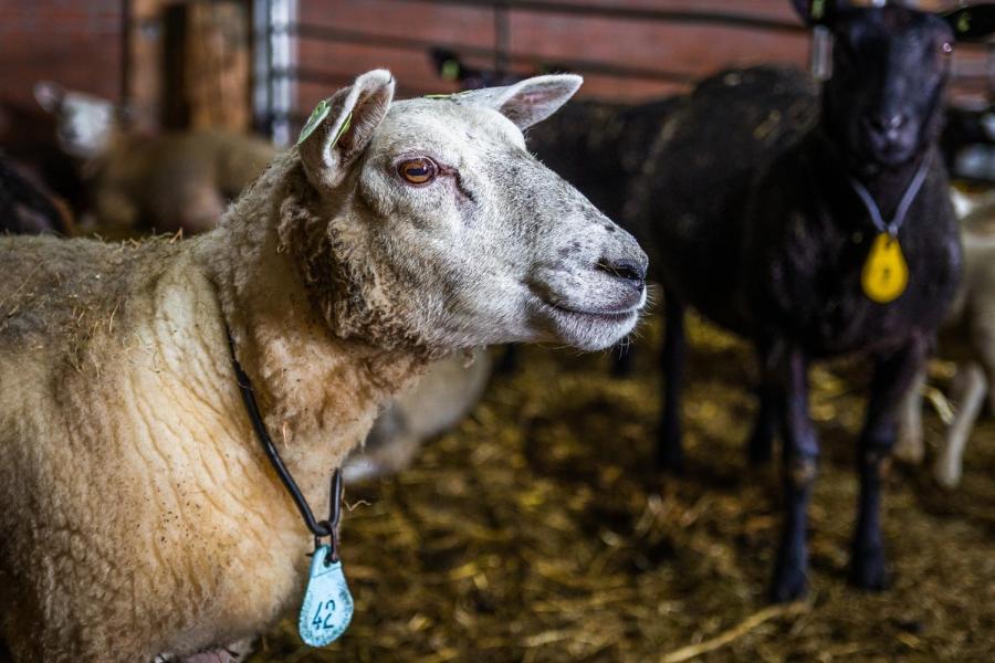 Naast koeien heeft het bedrijf ook schapen. Tot aan de uitbraak van corona organiseerden de veehouders jaarlijks lammetjeskijkdagen, die honderden bezoekers trok. Binding met burgers is voor de familie Kuijer vanzelfsprekend