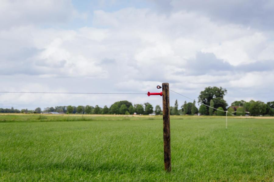 De koeien weiden zes uur per dag, bij voorkeur in twee blokken bij zonsopkomst en zonsondergang. De veehouders passen het systeem van Nieuw Nederlands weiden toe. ‘Zo kunnen de koeien elke dag de puntjes van het gras opeten.’