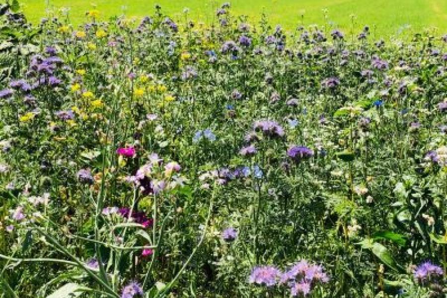 Op de Soester Eng, een 55 ha groot akkerbouwgebied op een stuwwal midden in Soest, werkt Pieter veel samen met burgers. Hij zaait langs de randen van zijn percelen bloemen in. Burgers kunnen een bloemkavel adopteren (foto: fam. Kuijer)