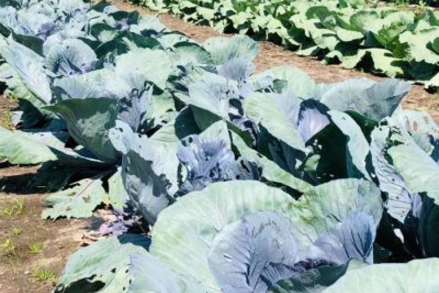 Ook startte Kuijer een moestuin op de Soester Eng, die hij samen met vrijwilligers onderhoudt. Wekelijks krijgen 65 aandeelhouders een box met groente (foto: fam. Kuijer)
