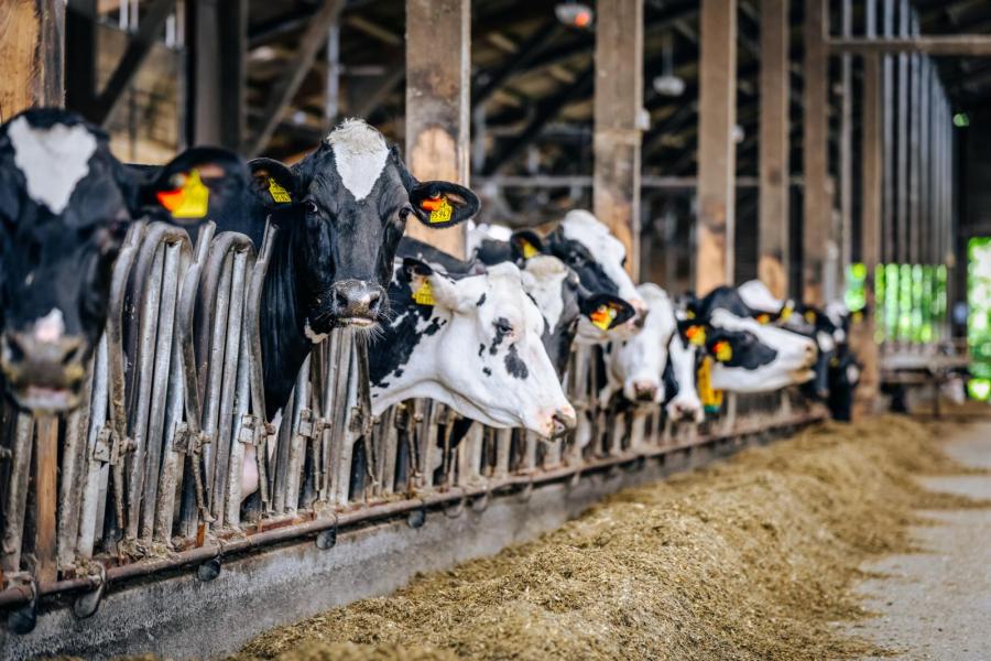 Het basisrantsoen wordt voor drie productiegroepen (vers, hoogproductief en laagproductief) op maat gemaakt met raapschroot, sojaschroot en maismeel. Voor de verse koeien komen daar nog synthetische aminozuren bij.