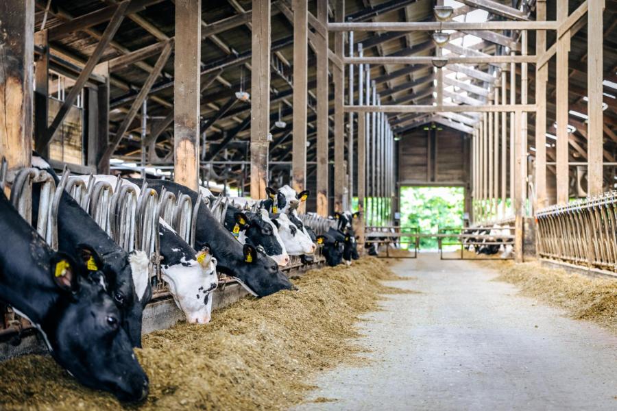 Alle melkgevende dieren krijgen twee keer per dag een versie portie van een compleet tmr-mengsel met 70 procent snijmaiskuil en 30 procent graskuil als ruwvoerbasis en perspulp en bierbostel als bijproducten, aangevuld met een premix.