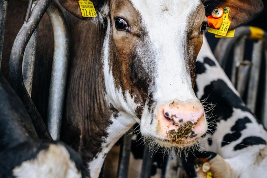De koeien zijn voorzien van sensoren in de oren. Hierdoor kunnen de veehouders gezondheid en vruchtbaarheid van alle dieren op afstand monitoren.
