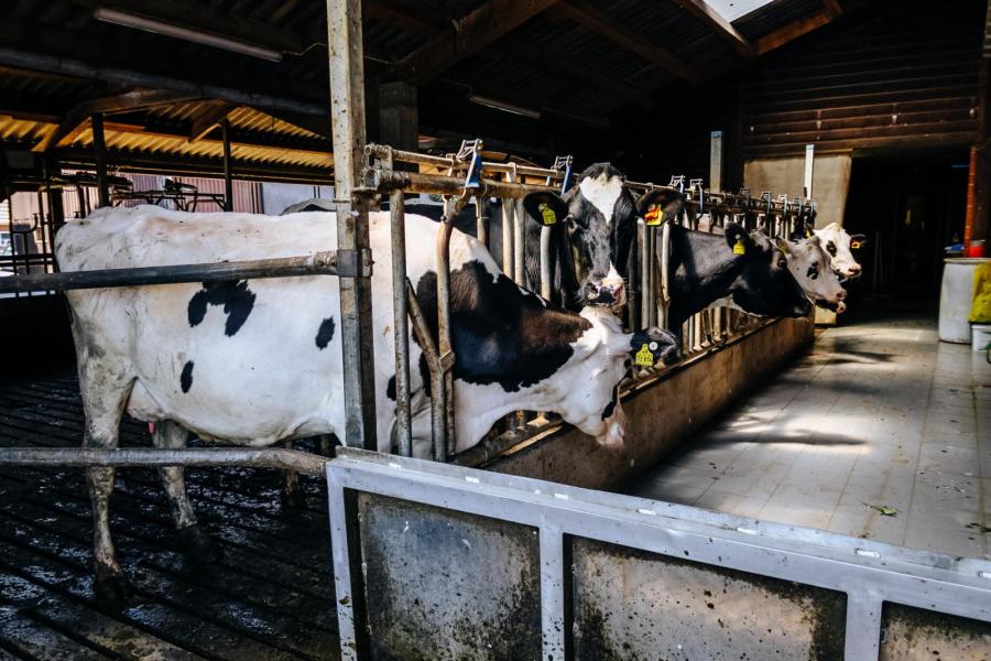 Dieren kunnen voor insemineren of behandelen vanuit de melkstal gesepareerd worden. In deze ruimte worden jaarlijks ook meer dan 200 melkvaarzen ‘veilingklaar’ gemaakt.