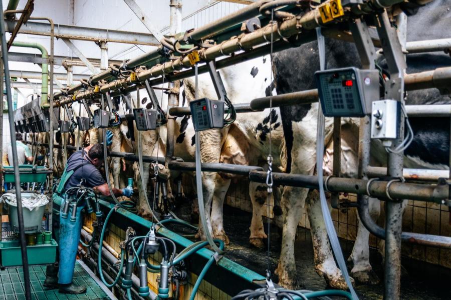 Alle vaarzen en koeien worden drie maal daags gemolken in een 2 x 12 visgraatmelkstal. Het melken wordt verzorgd door een vast team van zeven melkers uit Roemenië.