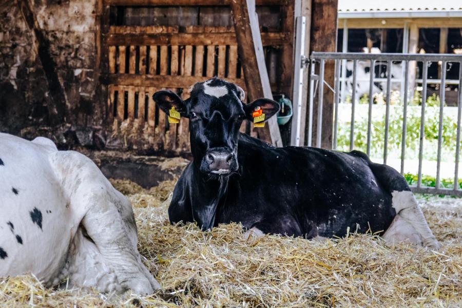 De met 92 punten ingeschreven Royce-dochter Rekord is het boegbeeld van het bedrijf. Ze produceerde in haar derde lactatie ruim 17.000 kg melk met 4,09% vet en 3,62% eiwit in 305 dagen en is de moeder van de stier Suntro P van OHG. In 2024 werd ze reservekampioene in de middenklasse op de Schwarzbunttage in Osnabrück. 