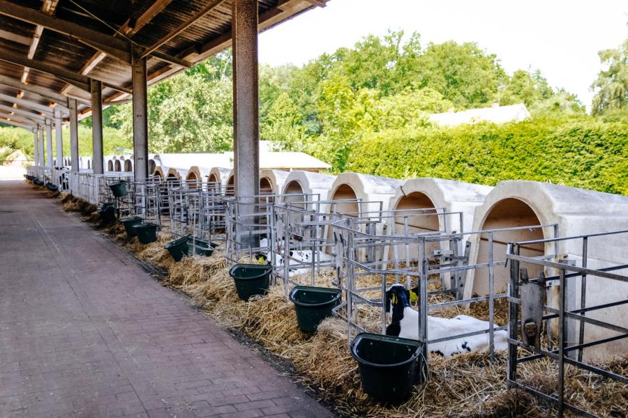 De eerste drie weken worden de kalveren opgevangen in eenlingiglo’s. Na de biestperiode krijgen ze onbeperkt koemelk. Stierkalveren moeten in Duitsland 28 dagen op het melkveebedrijf blijven en krijgen in deze periode dezelfde opfok als vaarskalveren.