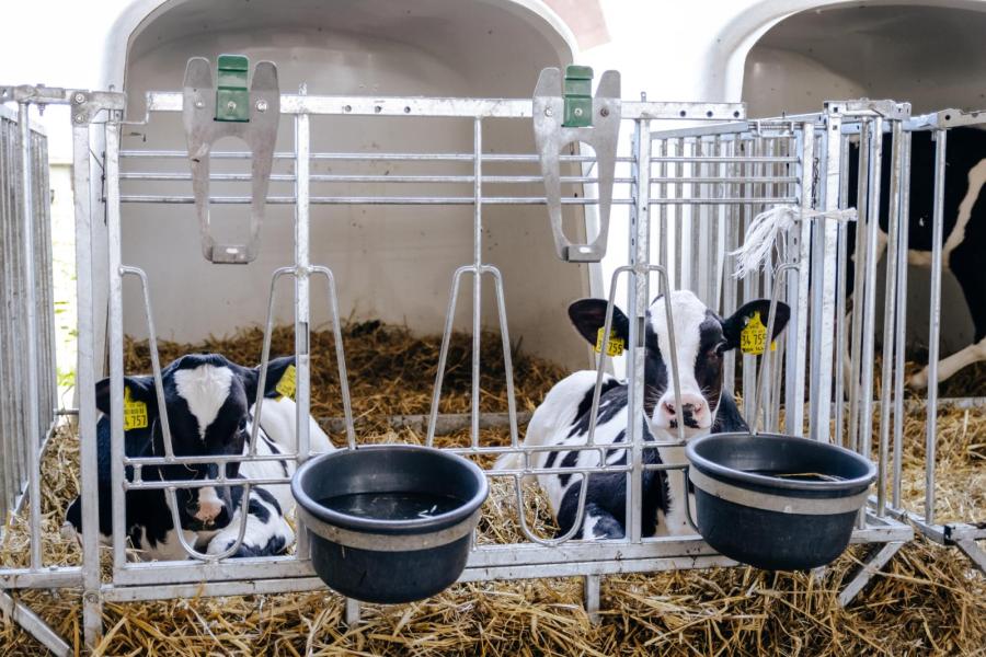 Na drie weken verhuizen de kalveren naar duo-iglo’s. De melkgift wordt dan beperkt tot 2 keer 2,5 liter. De vaarskalveren gaan later naar een groepshok met een drinkautomaat.