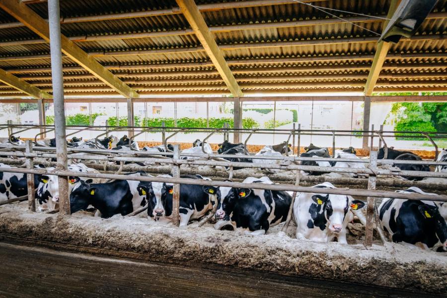 De koeien liggen in diepstrooiselboxen die zijn gevuld met een mengsel van gehakseld stro, kalk en water.