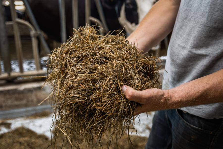 ’s Middags krijgen de koeien op stal een rantsoen met kuilgras, bierbostel, perspulp en geplette gerst. ’s Avonds is het rantsoen op en krijgen de koeien vers gras. 