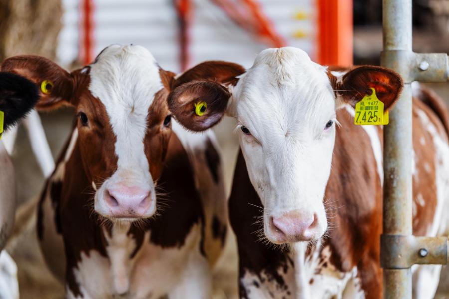 De melkveehouders hebben 125 melkkoeien met 60 stuks jongvee. De veestapel is in de afgelopen twee decennia omgevormd van zwartbont naar een robuustere mix van onder andere montbéliarde, Scandinavisch roodbont en fleckvieh