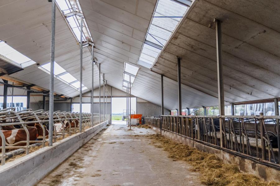 De stal telt nu 141 ligboxen achter twee melkrobots. Er komen nog 25 boxen bij voor de droge koeien