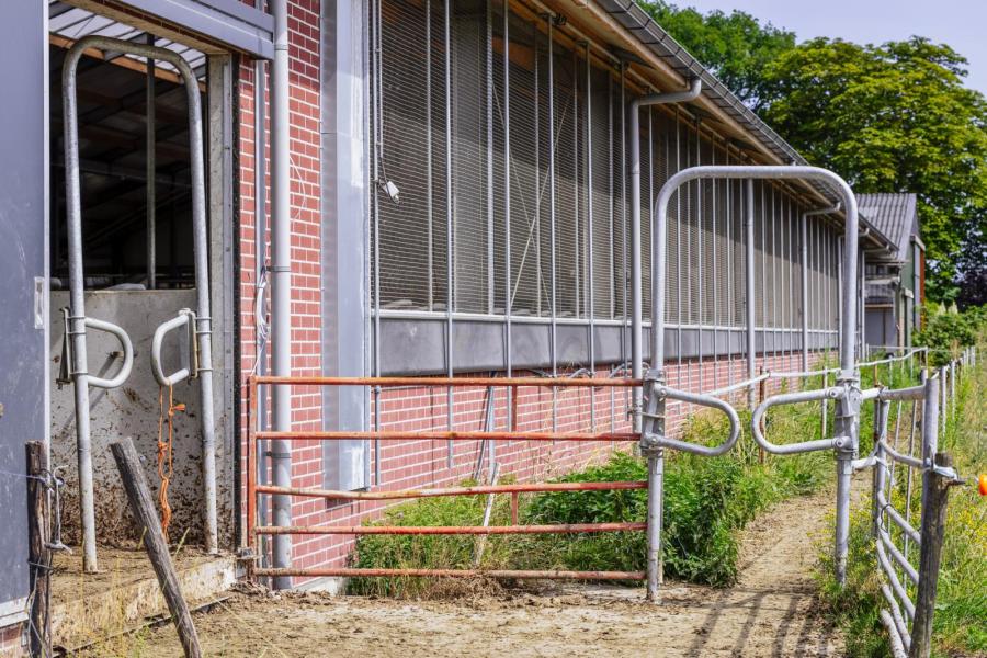 De stal is zo ingericht dat de koeien alleen via de robot naar buiten kunnen. ’s Middags rond twee uur keren ze via de achterkant van de stal weer terug