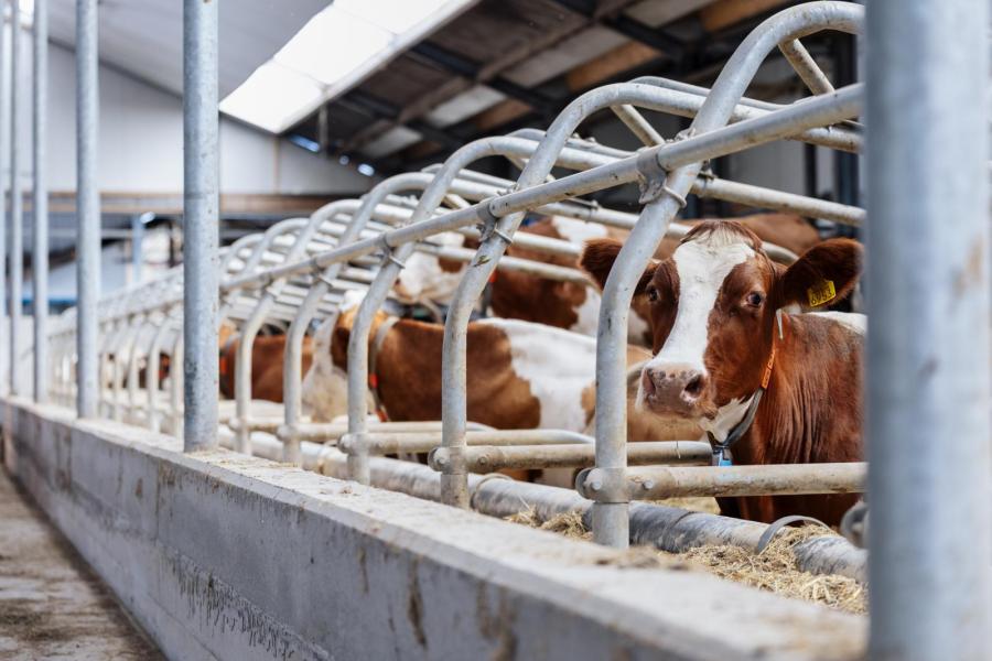De familie Roos boert in een noodoverloopgebied, daarom is de stal bewust iets hoger gemaakt. De stal komt nu boven het calamiteitenpeil uit