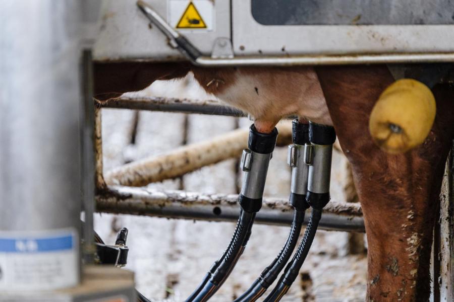 De verbouwing werpt zijn vruchten af. Waar de koeien eerst 8500 tot 9000 kilo melk per jaar gaven, ligt de verwachting nu op 10.500 tot 11.000 kilo