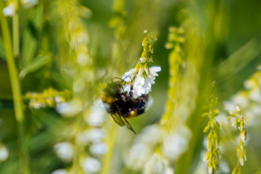 De melk wordt geleverd onder het ‘Beter voor’-keurmerk van Albert Heijn. Dat vraagt om extensieve melkproductie, kruidenrijk grasland en een percentage natuurbeheer