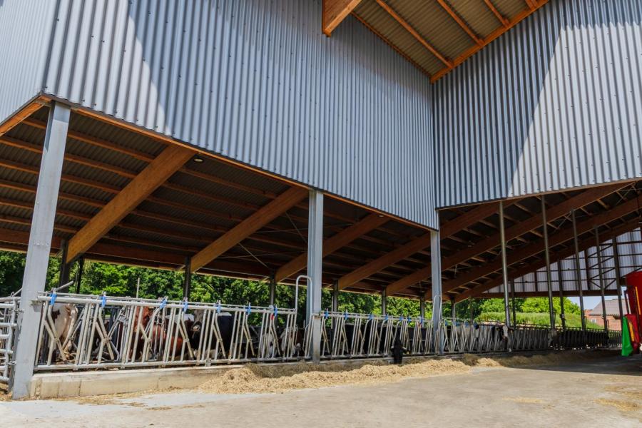 Koeien worden in groepen van zes drooggezet. Om stress te voorkomen blijven deze groepen intact tot na afkalven. Tijdens de droogstand verblijven de koeien op een aparte locatie. Voor afkalven komen ze weer naar ‘huis’.