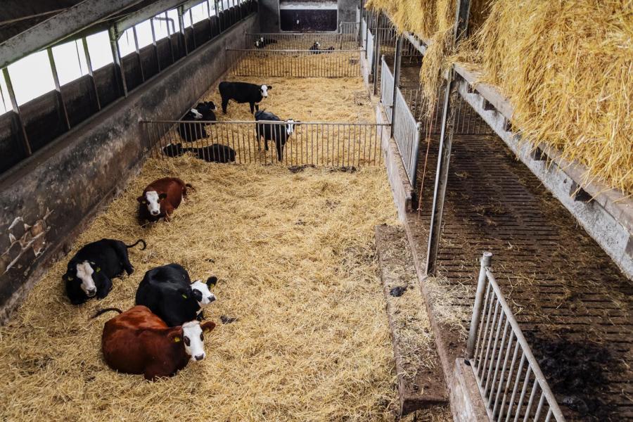 De vaste grupstalmest wilden de veehouders niet missen. Voor het jongvee en droge koeien werd bij de nieuwbouw daarom een potstalgedeelte ingericht