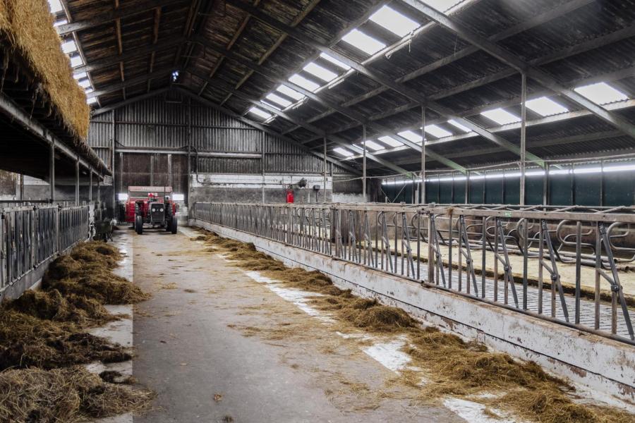 Toen de koeien in de winter nog op de grup stonden liepen ze in het groeiseizoen dag en nacht buiten, weer of geen weer. Met een ligboxenstal bij de veldkavel zijn de veehouders flexibel