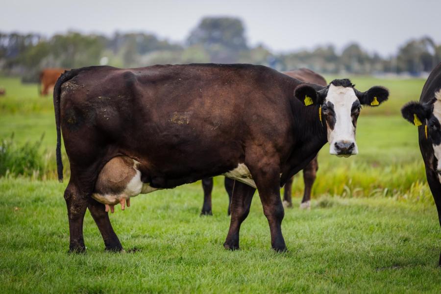 Tetske 153 (v. Henmeer Teus) werd in 2022 verkozen tot blaarkopkoe van het jaar. Ze is een dochter van honderdtonner Tetske 122 en de moeder van Henmeer Bauke RF