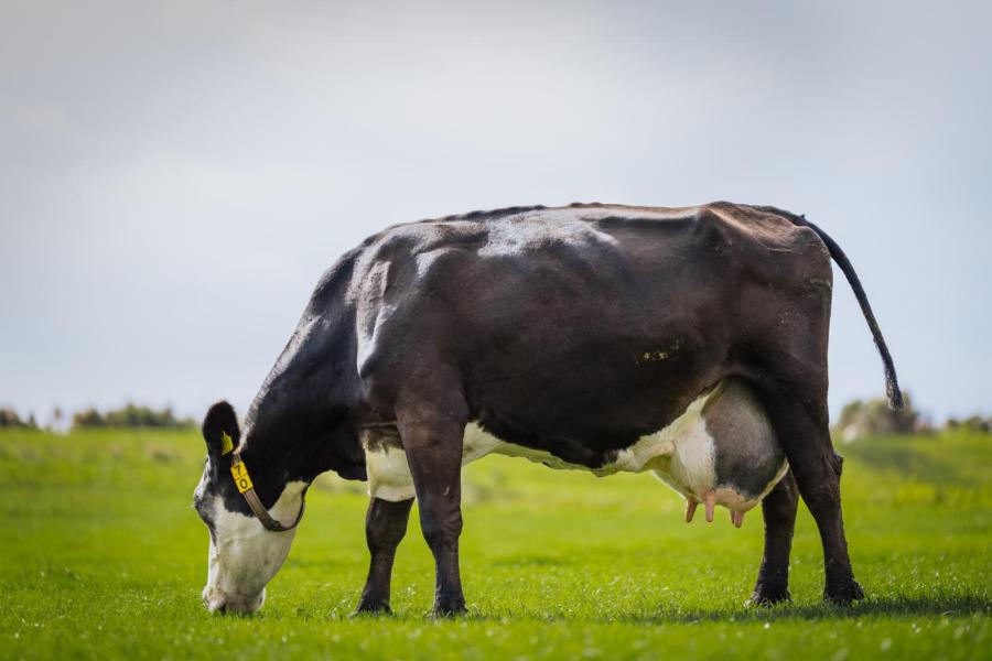 De 15-jarige Tetske 122, een dochter van de eigen gefokte stier Henmeer Quinten, werd deze zomer de tweede honderdtonner op het bedrijf.