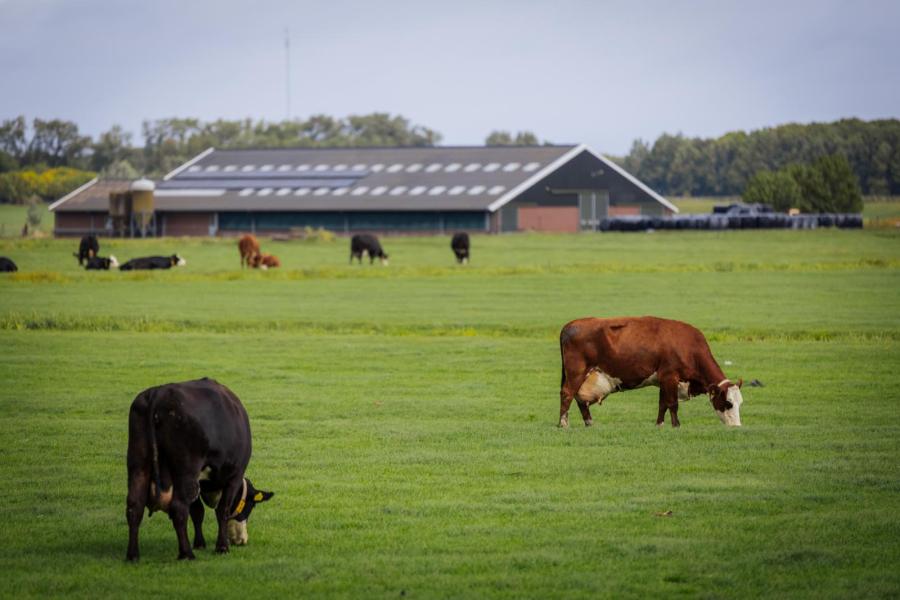 Vijftien jaar geleden ging een lang gekoesterde wens in vervulling: de bouw van een ligboxenstal bij het weiland in de polder