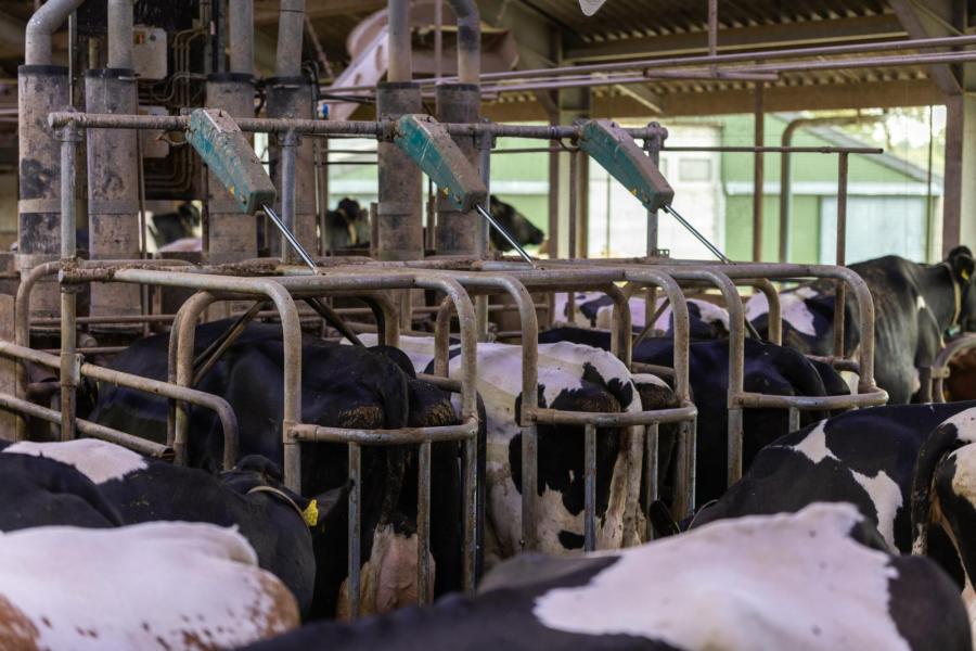 Het basisrantsoen wordt aangevuld met brok op basis van productie en conditie. Afsluithekken garanderen een ongestoorde opname. Vooral de vaarzen hebben hier baat bij