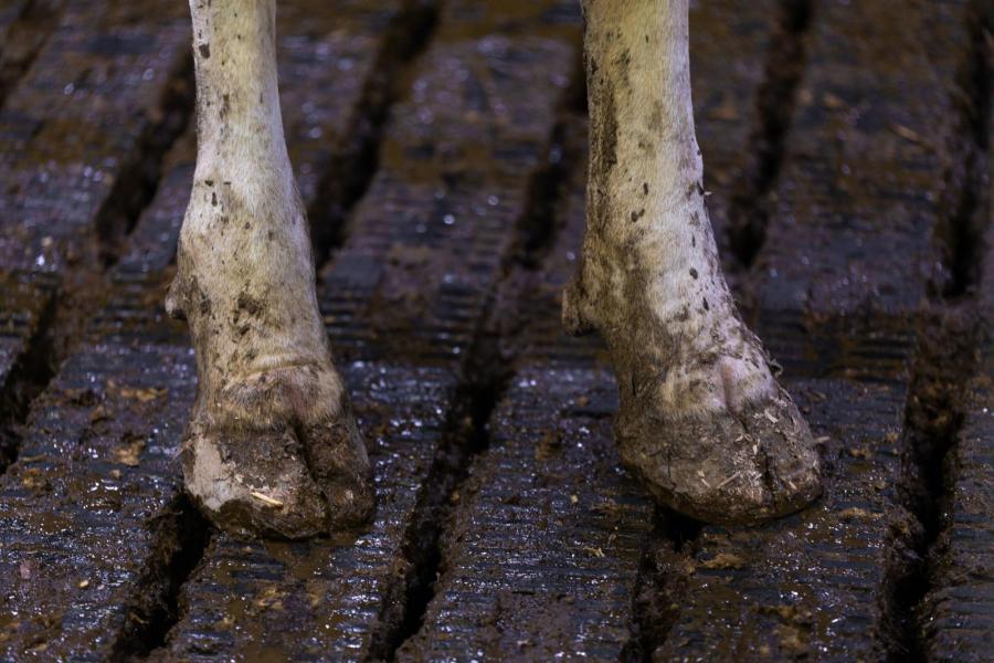 Als klauwbekapper zag Kusters het positieve effect op de klauwgezondheid van rubber op de roosters. Hiermee voldoet hij ook aan de Brabantse stalwetgeving.
