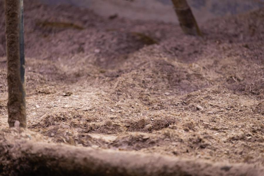 De koeien liggen in stro en houtkrullen uit maneges. Kusters maakt hier zelf een compleet strooisel van door het op te mengen met vlas, kalk en water