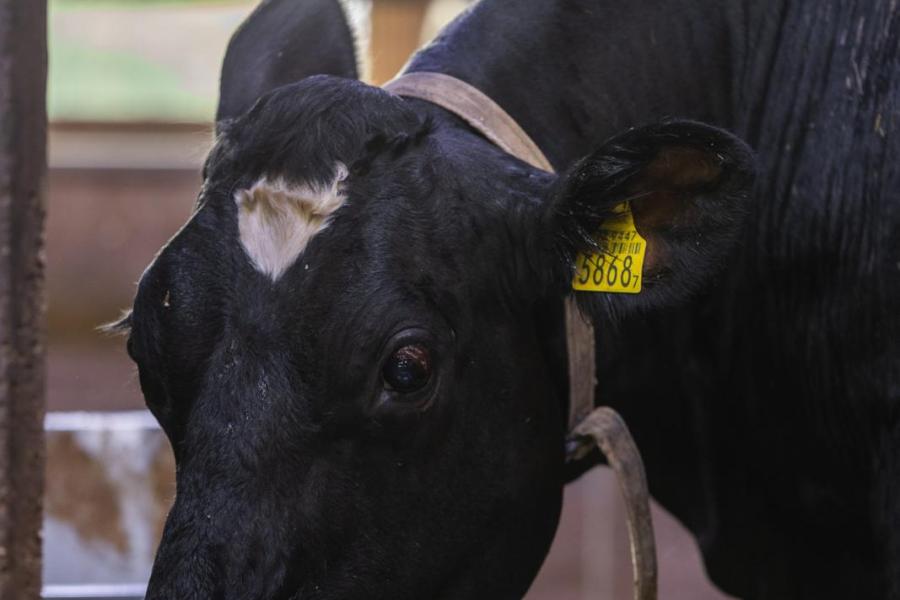 Kusters investeerde in extra waterbakken en plaatste deze wat lager zodat de koeien gemakkelijk kunnen drinken