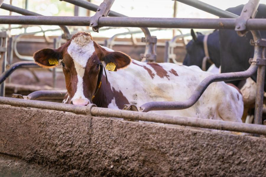 Kusters plaatste achter de boxen een rand om deze te kunnen vullen met een dikke laag strooisel