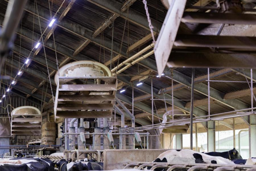 Klimaat gestuurde ventilatoren koelen gericht de ligplaatsen van de koeien