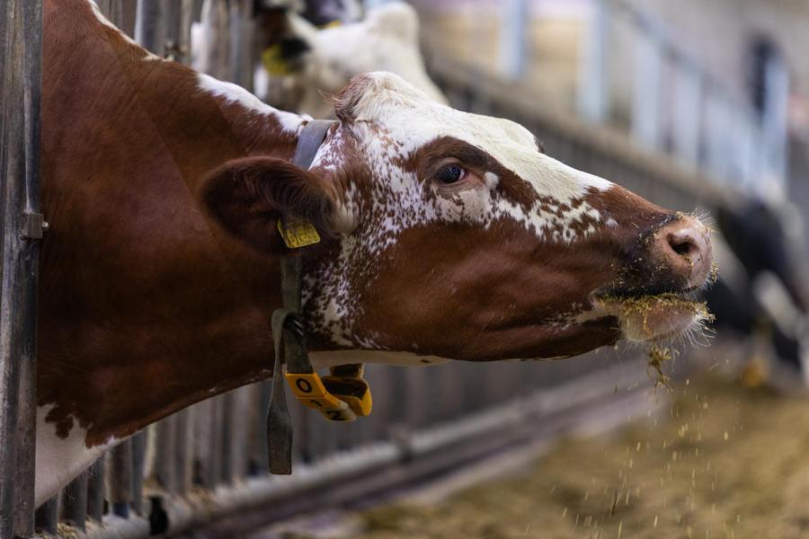 Tussen de zwart- en roodbonte holsteinkoeien loopt, dankzij de samenwerking met Bacchus-fokker Jan van den Braak,  een tiental dieren met een opvallende witrikaftekening.