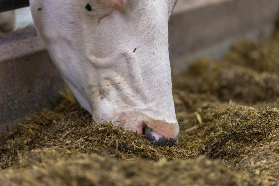 Kusters voert een relatief eenvoudig basisrantsoen van gras en mais, aangevuld met bestendig vet en op maat gemaakt met een eiwit- en een energiemeel.