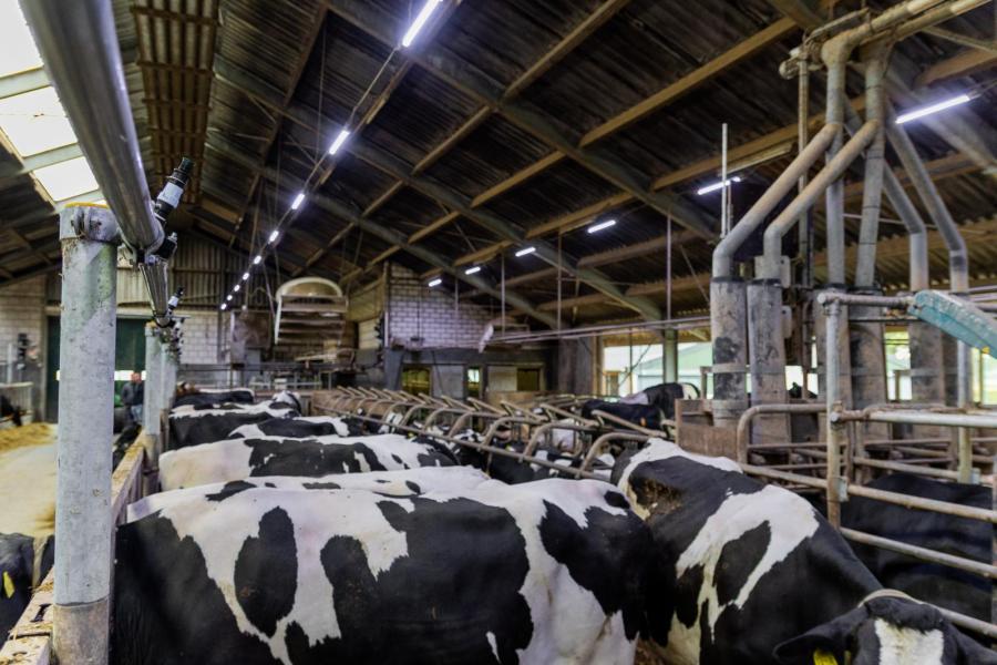 Boven het voerhek is een sprinklerinstallatie aangelegd die op hete dagen de koeien koelt met water en de vloer achter het voerhek bevochtigt