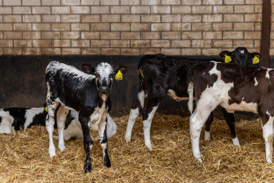 Een voormalige kalverstal is omgebouwd tot huisvesting voor de kalveren