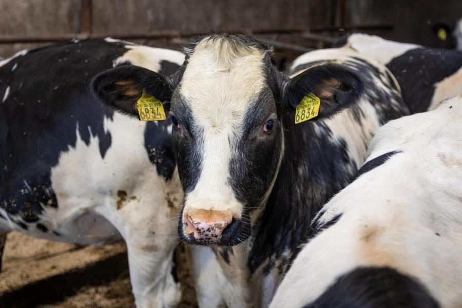Tussen het jongvee lopen ook witblauwe kruislingen die -als experiment- opfokt voor de vleesproductie