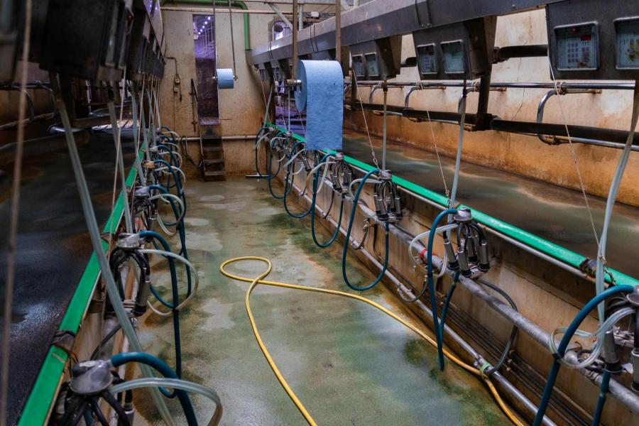 Sinds twee jaar melkt Kusters de koeien drie maal daags. Voor de toekomst sluit hij investeren in robots niet uit.